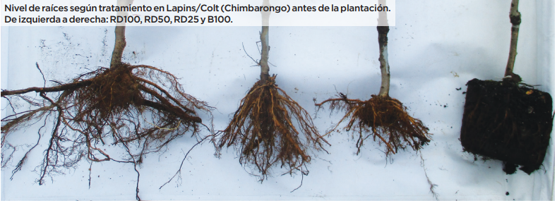 Cerezo: Influencia del volumen de raíces y tipo de planta en su crecimiento y productividad