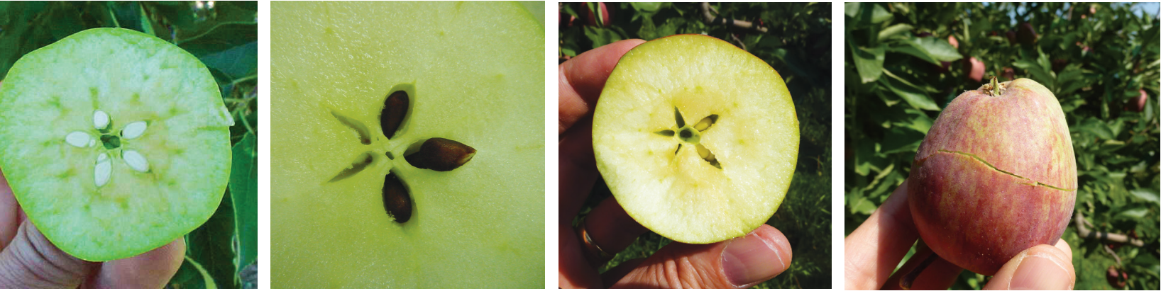 Factores y manejos que influyen en la floración, polinización y cuaja en manzanos