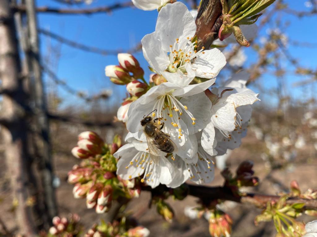 Factores que inciden en la inducción floral del cerezo: pautas a considerar