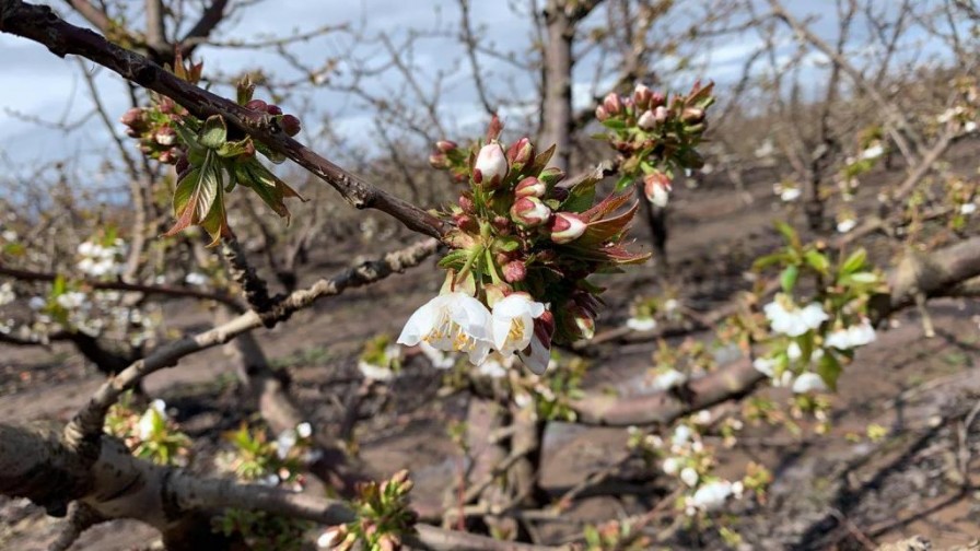 Factores que inciden en la inducción floral del cerezo: pautas a considerar