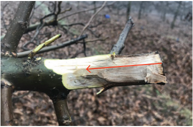Causas, impacto y control para las enfermedades de la madera en nogales