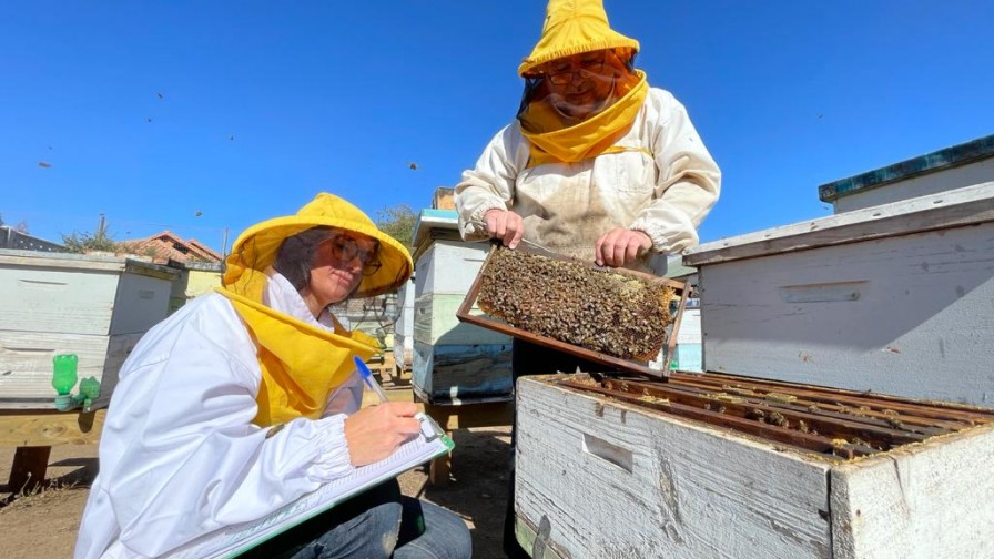Universidad de O’Higgins suma apicultura a la malla obligatoria de Medicina Veterinaria