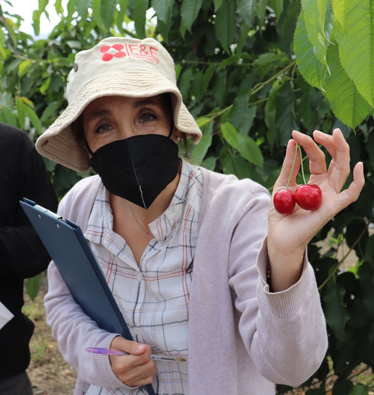 Avanza programa para el desarrollo de variedades de cerezas 100% chilenas