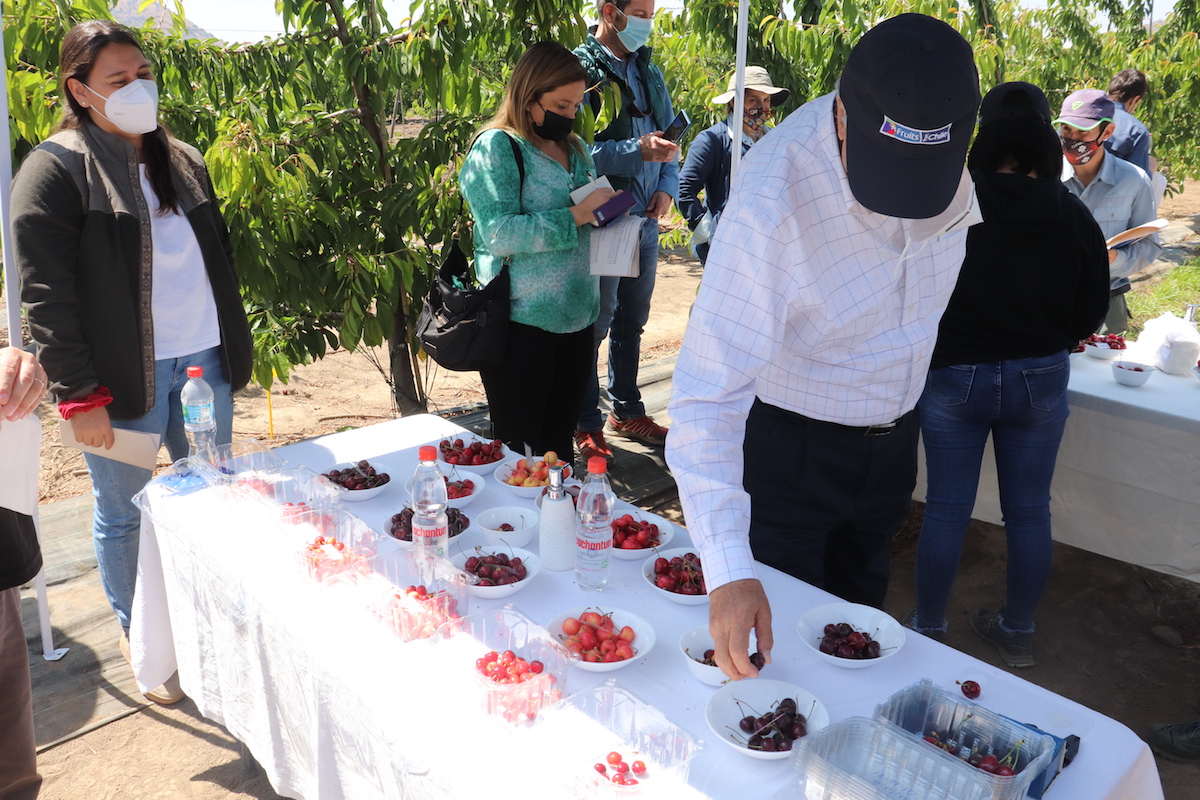 Avanza programa para el desarrollo de variedades de cerezas 100% chilenas