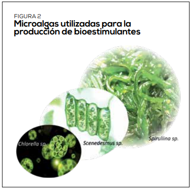 Cuáles son y cómo actúan los microorganismos productores de sustancias bioestimulantes
