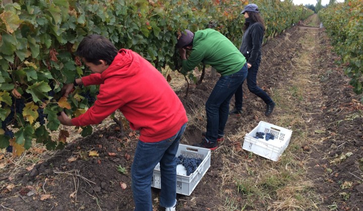 Huella genética de los vinos chilenos: una innovación que favorece a toda la cadena vitivinícola