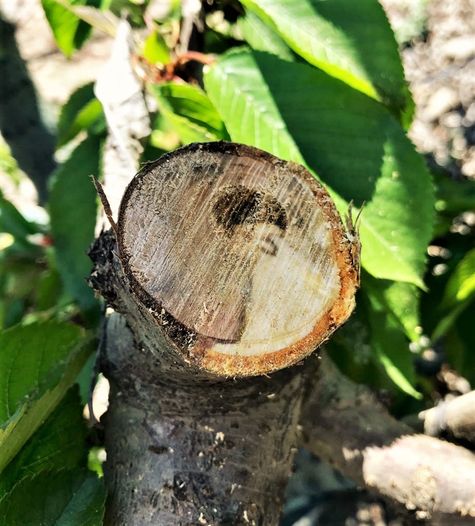 Buscan frenar aumento de enfermedades fungosas de la madera en frutales
