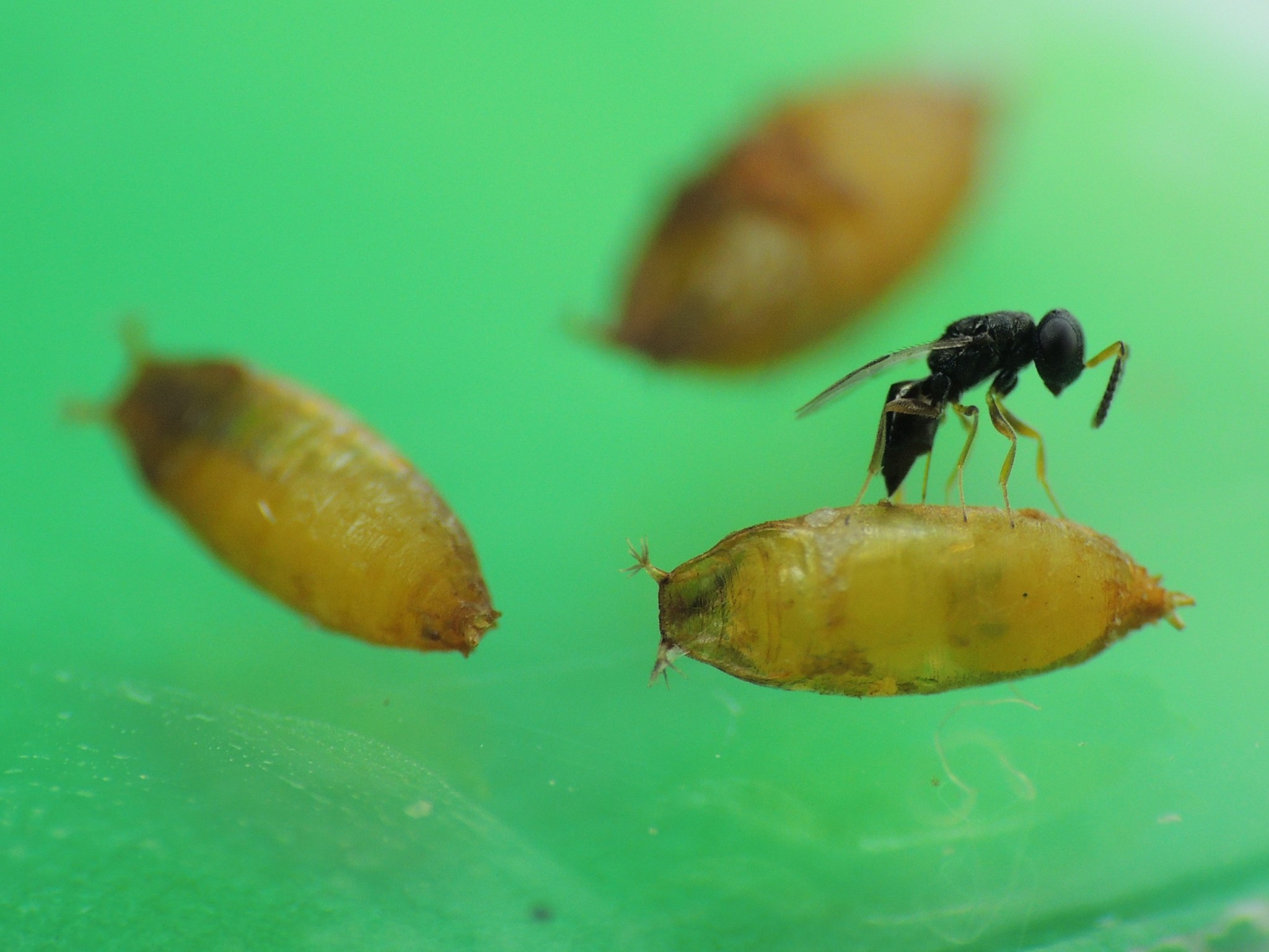 Liberan agente de control biológico para Drosophila Suzukii en cultivos orgánicos