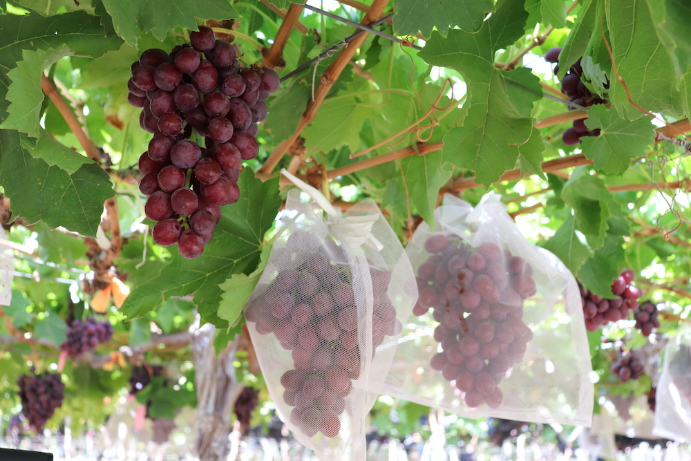 Dan a conocer primera variedad de uva de mesa roja 100% chilena