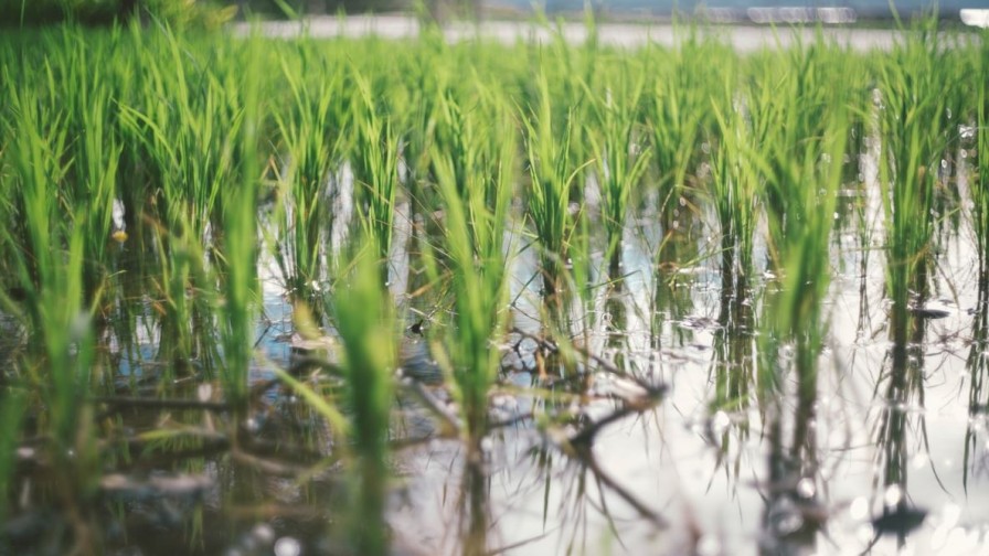 Científicos chinos desarrollan cepas de arroz tolerantes a la sal