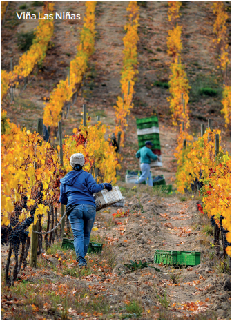 ¿Es posible una vitivinicultura chilena 100% orgánica y 100% sustentable?