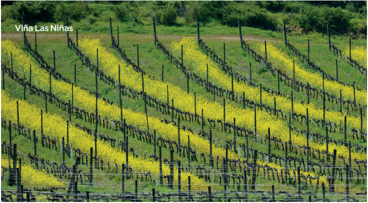 ¿Es posible una vitivinicultura chilena 100% orgánica y 100% sustentable?