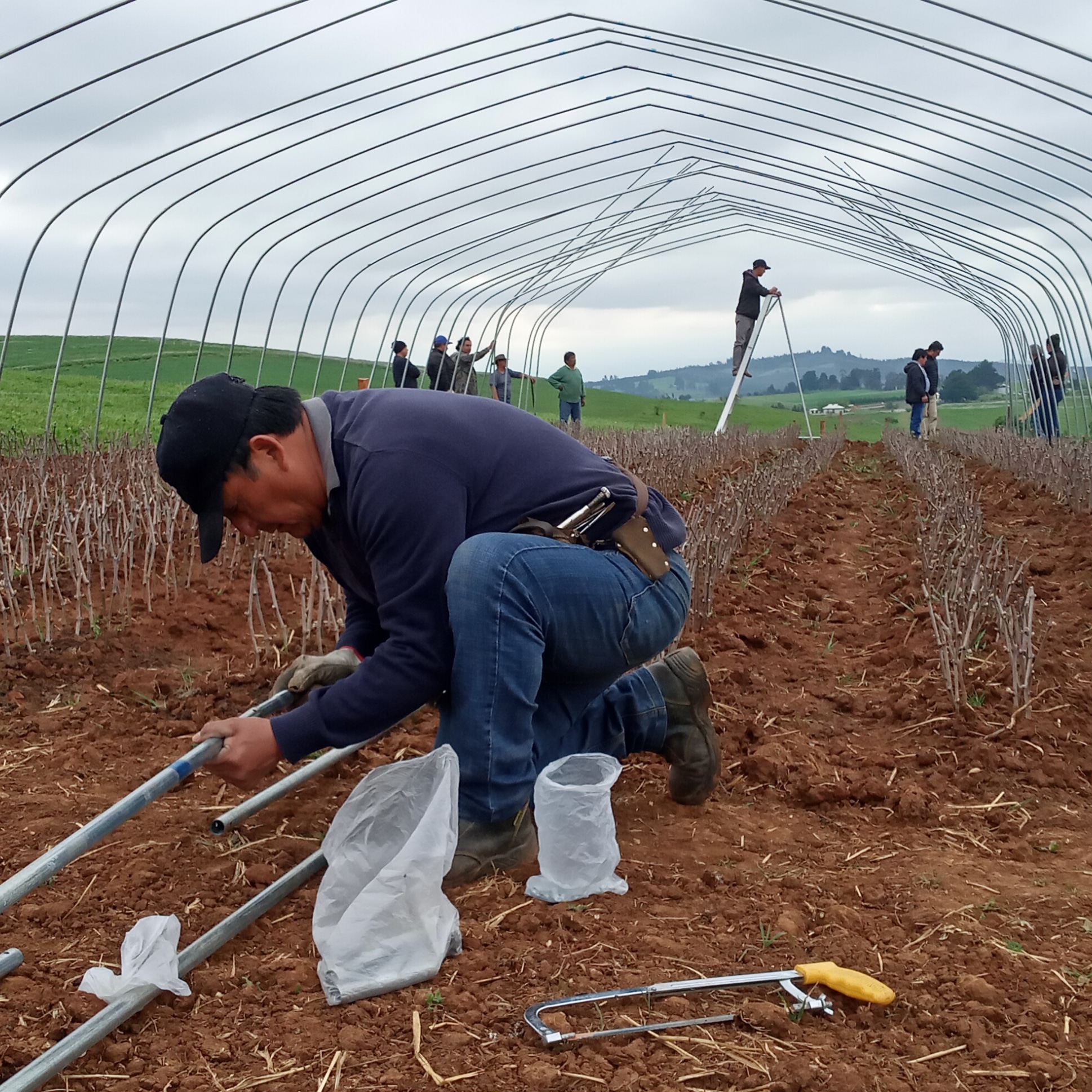 Proyecto de vitivinicultura en La Araucanía busca generar polo de desarrollo productivo