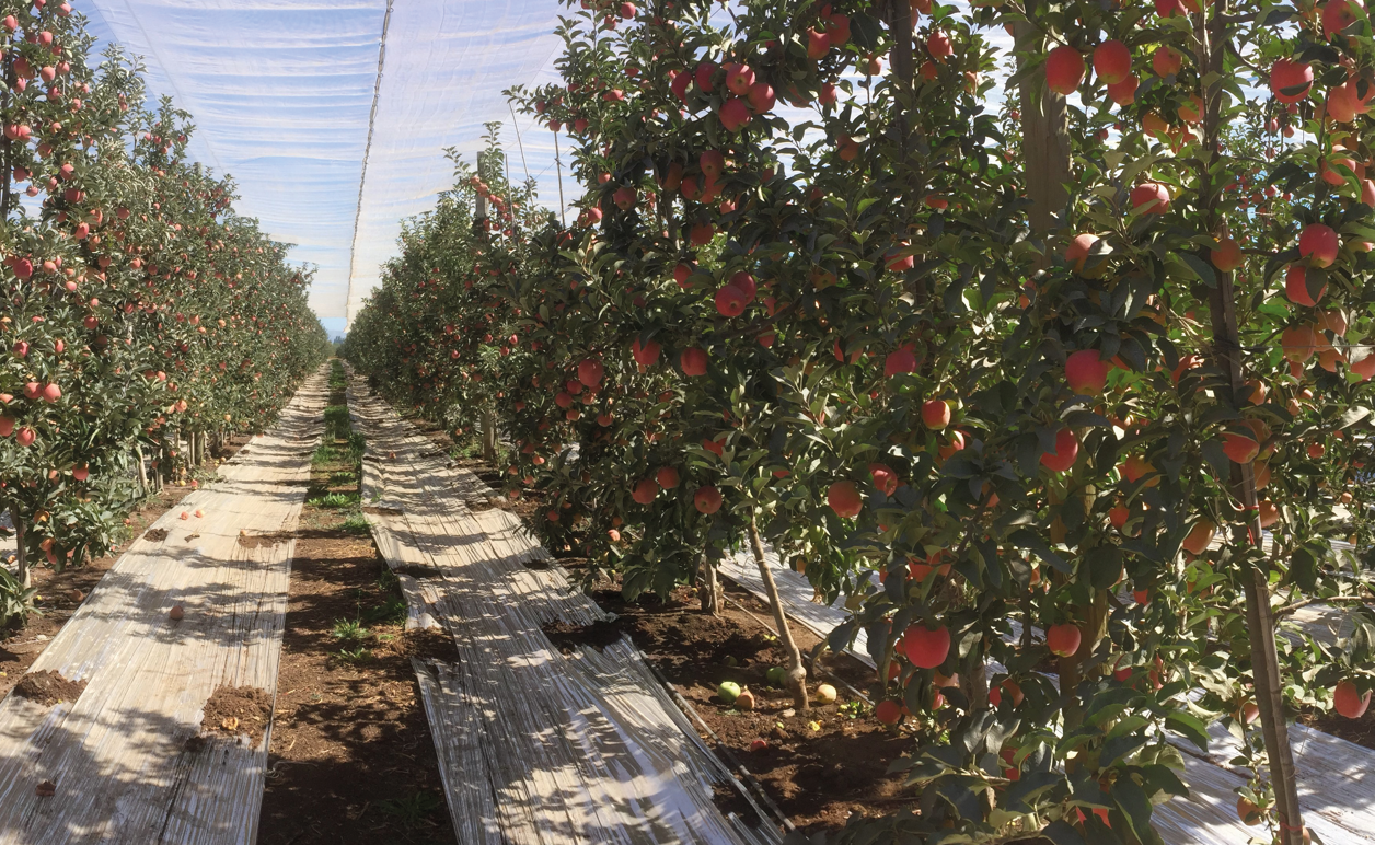 Uso de malla sombra, bloqueador solar y cubierta de suelo reflectante en manzanas Ambrosia
