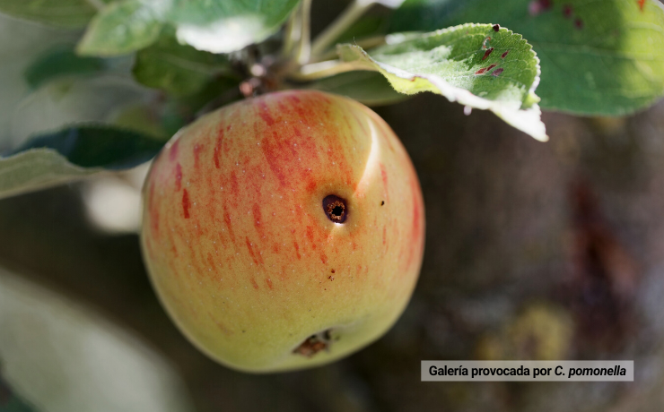 Control de polilla de la manzana con alternativas biológicas