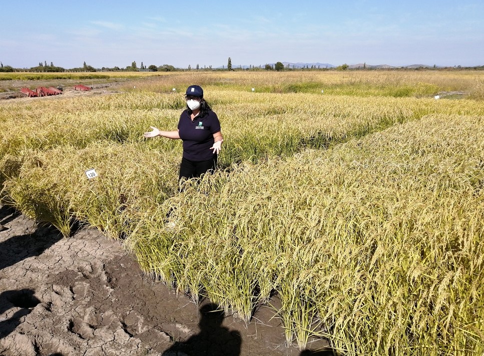 INIA desarrolla nuevas variedades de arroz más resilientes ante el cambio climático