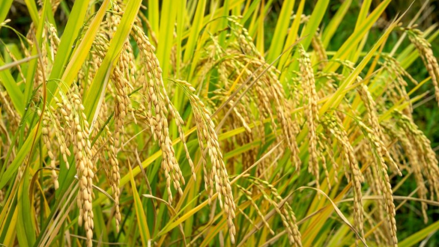 INIA desarrolla nuevas variedades de arroz más resilientes ante el cambio climático