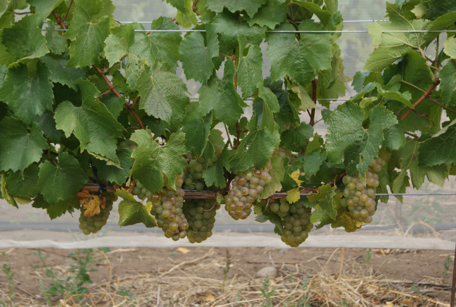 Inició la cosecha de uvas para la producción regional del vino más austral del mundo