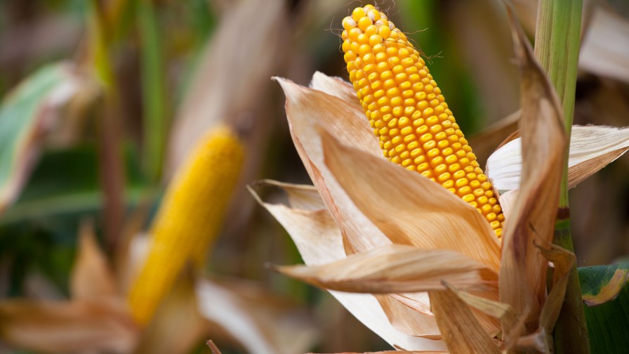 Pandemia y conflicto bélico en Ucrania: qué esperar de los precios de maíz esta temporada
