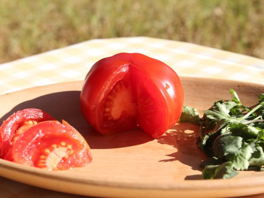 Pequeños productores reviven cultivo ancestral de Tomate Limachino
