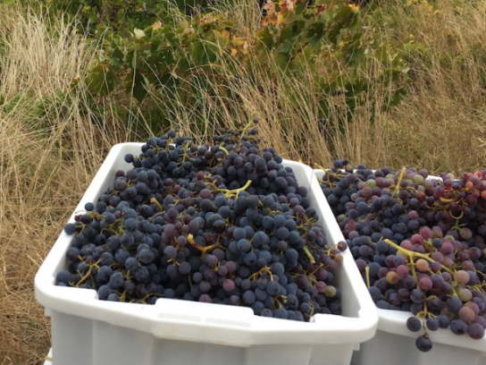 Efecto de la temperatura sobre la dinámica de fermentaciones espontáneas en vinos de uva País del Valle del Itata