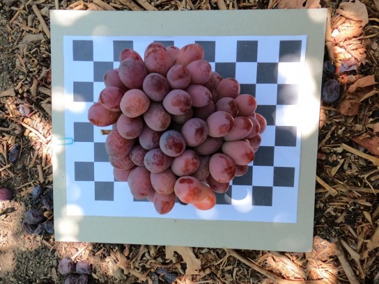 Buscan incorporar Inteligencia Artificial para el conteo de fruta fresca de exportación