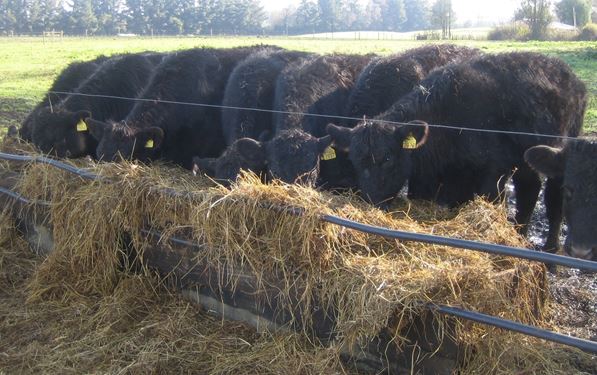 Pautas para el manejo alimenticio y reproductivo de la vaca de cría