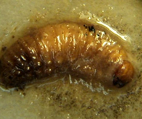 Uso de nemátodos entomopatógenos para el manejo natural de larvas de suelo en frutales y vides