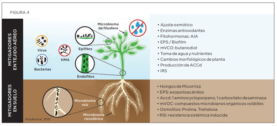 Propiedades físicas-hídricas del suelo y los efectos e interacciones con las comunidades microbianas