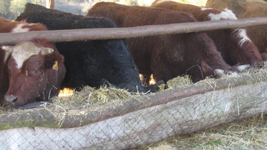 Uso del grano del lupino dulce en la alimentación de bovinos en crecimiento y engorda