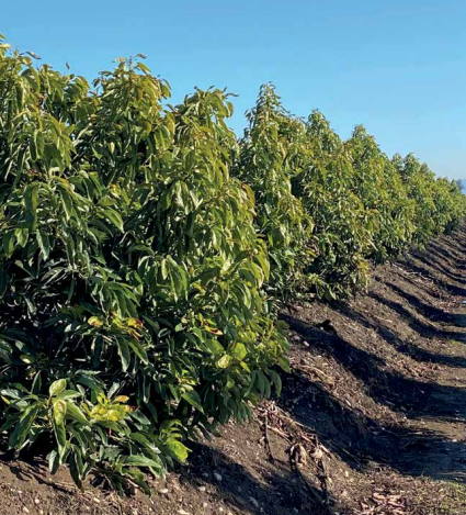 Principales factores limitantes de la calidad de suelos frutícolas de Chile