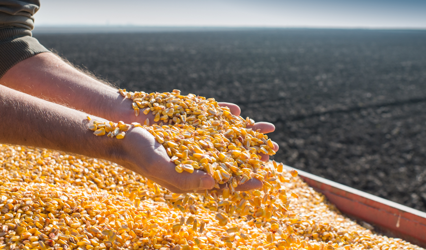 Las semillas como base de la seguridad alimentaria en medio de la crisis mundial