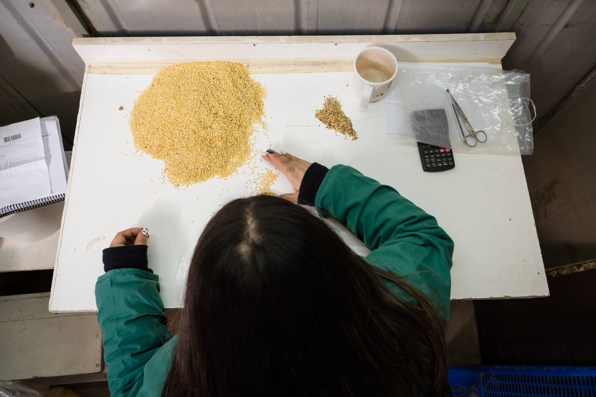 Maraseed: un referente de la producción de semillas híbridas de hortalizas en Chile